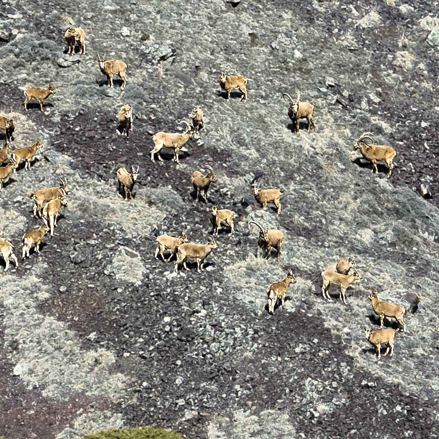 Wild goats on hillside.